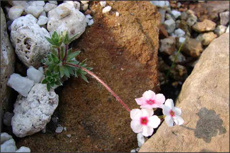 Androsace vilosa var. penicilata.